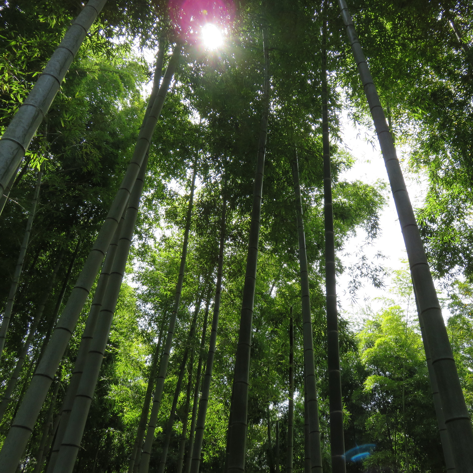 Bamboo Grove, Kyoto.