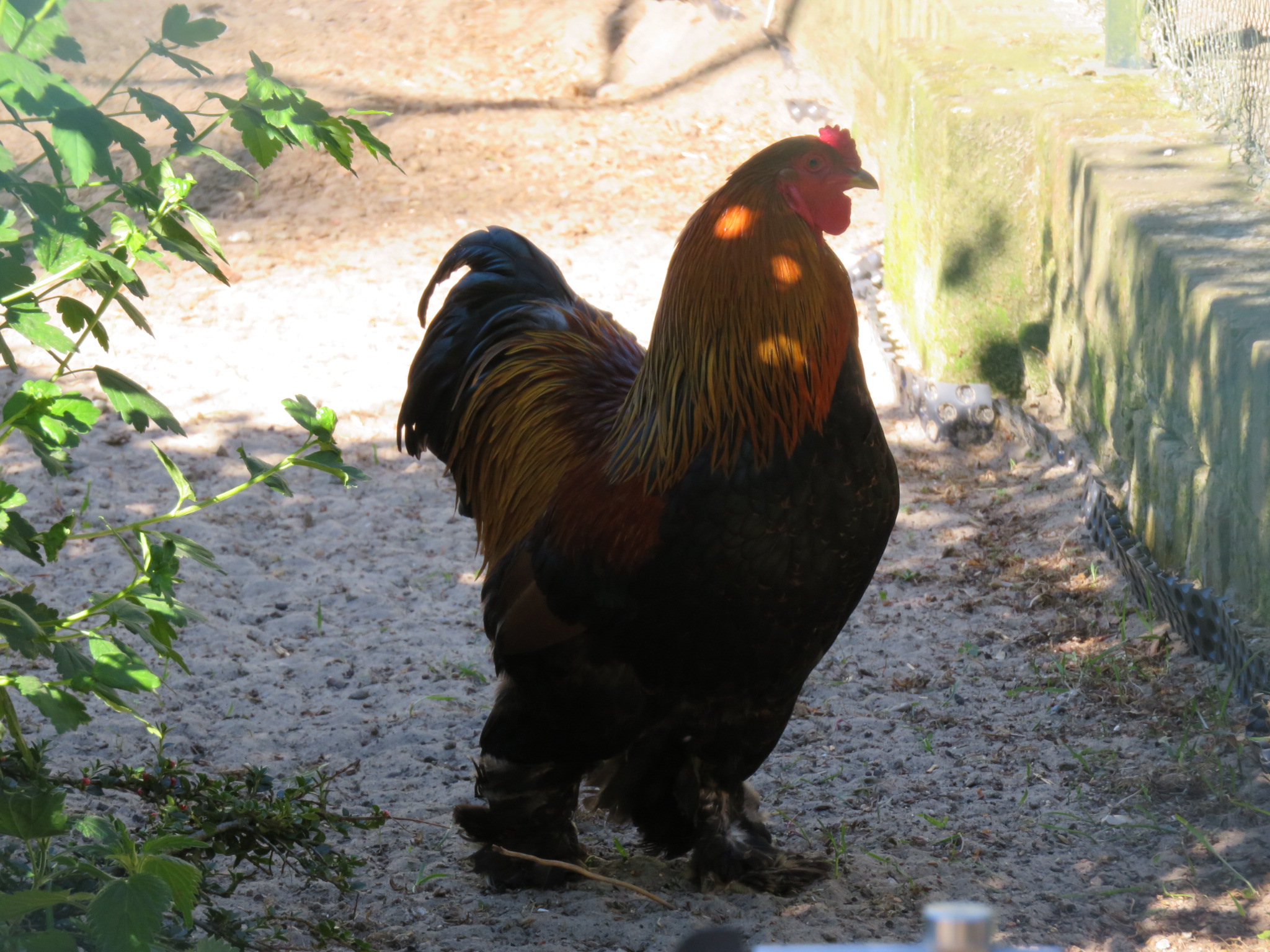 Bantam chickens at the central aviary