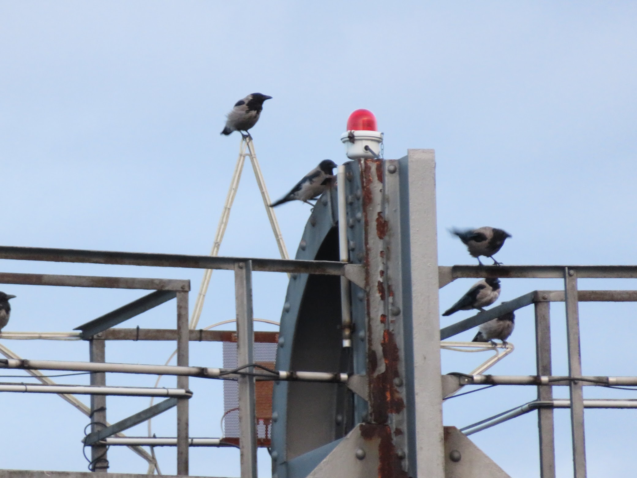 A flock of magpies at the top of the tower.